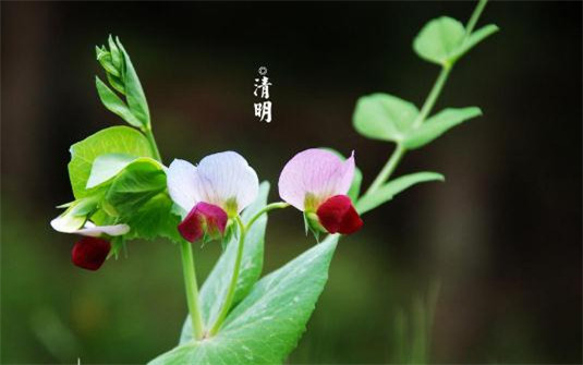 七夕节贺卡寄语 七夕情人节送礼物的说说