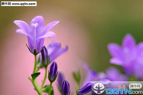 对酒不觉暝，落花盈我衣全诗的意思_上句下句 第1张