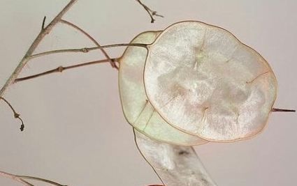 家住苍烟落照间，丝毫尘事不相关全诗的意思_上句下句 第1张