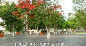 西宫南内多秋草，落叶满阶红不扫全诗的意思_上句下句 第1张