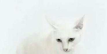 兑之第五十八_焦氏易林全诗的意思_上句下句 第1张