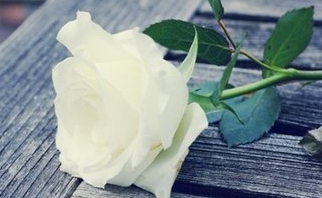肠断江城雁，高高向北飞全诗的意思_上句下句 第1张