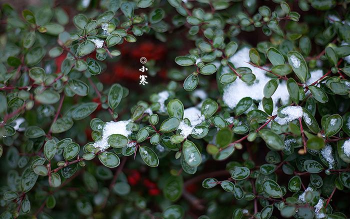 雪浪花-杨朔散文精选