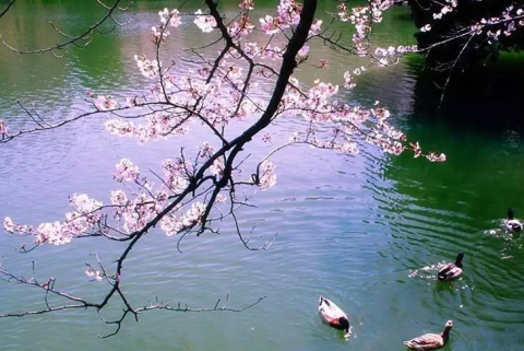《李白与杜甫》内外-周国平散文精选 第1张