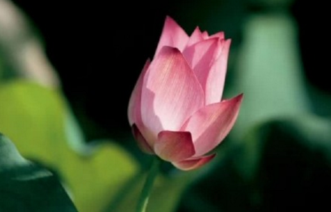 晚上看月亮的经典句子诗句 月字飞花令诗句大全 第1张