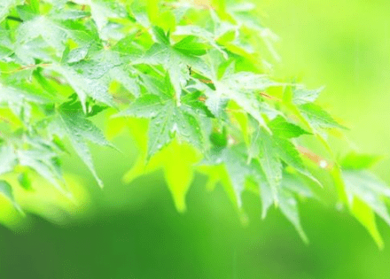清明节别人放假我上班的说说 适合在清明节发的说说 第2张