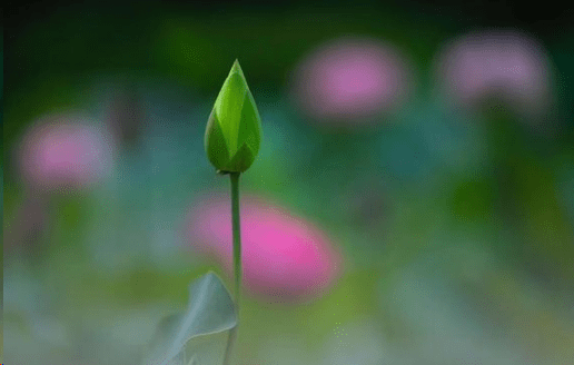 描写夏天的诗句 赞美夏天雨的诗句古诗 第2张