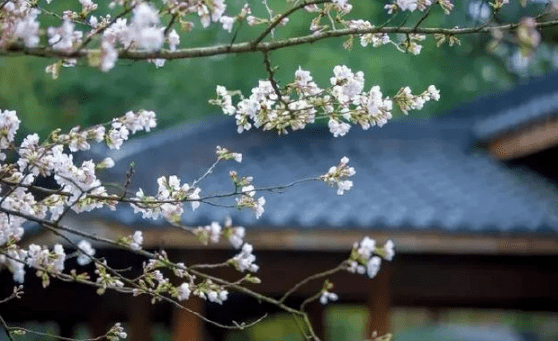 重阳节的祝福语有哪些 今日重阳节祝福语 第2张