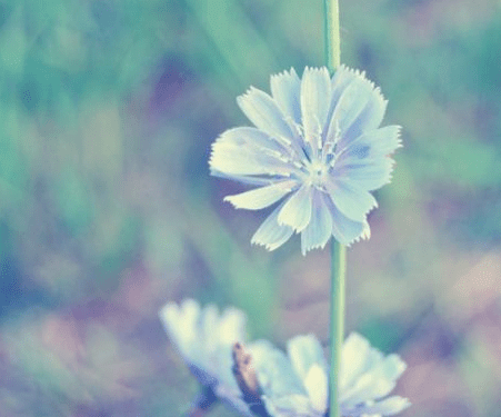 古诗清明节古诗词
